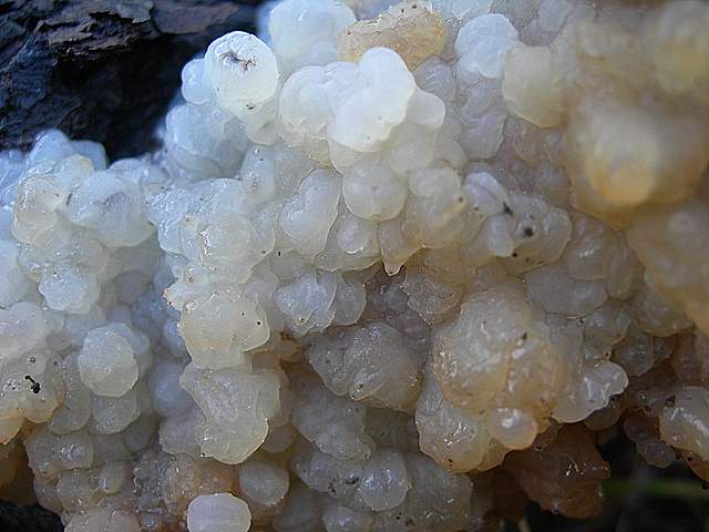 I  Funghi  dopo  l''Uragano